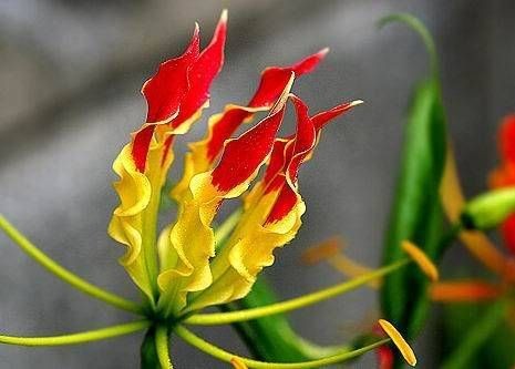 GLORIOSA SUPERBA LINN 3 bulbs Glory Lily Flame Lily Fresh from my 