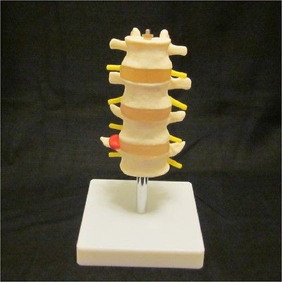   LUMBAR VERTEBRAE SPINE SPINAL ANATOMICAL ANATOMY MODEL CHIROPRACTIC