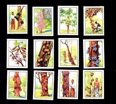 Unusual Fruit Trees Nestle 1950 Card Set Plants Orchard