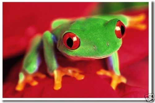 red eye frog