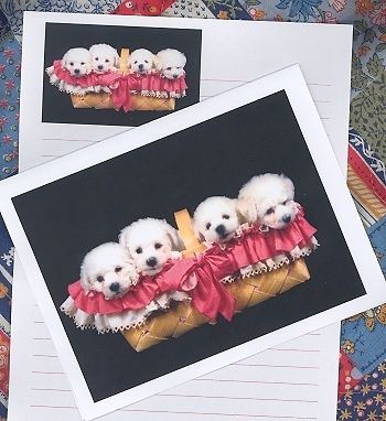 BICHON FRISE PUPPIES Set of 6 Note Cards with envelopes #0649
