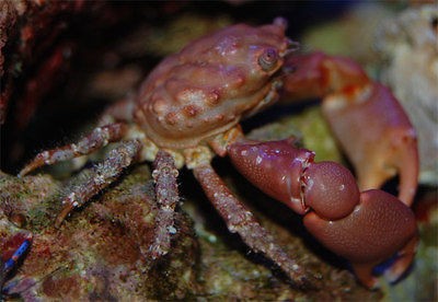 Red Mithrax Crab   Saltwater Algae Cleaning Crabs