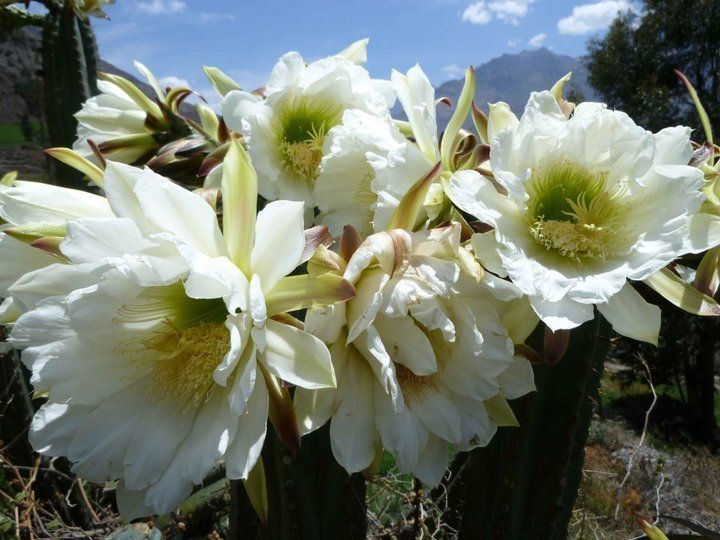   TRICHOCEREUS PERUVIANUS VAR. ANCASH ~ Peruvian Torch Cactus seeds