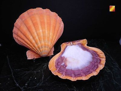 Collectibles  Rocks, Fossils & Minerals  Shells  Scallop