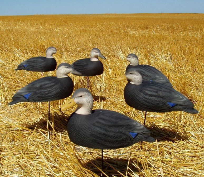 black duck decoys in Decoys