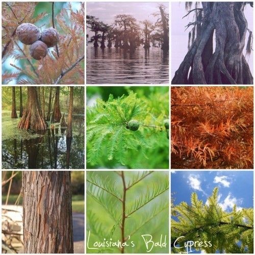 Bald Cypress, Taxodium distichum, Northern, Tree Seeds