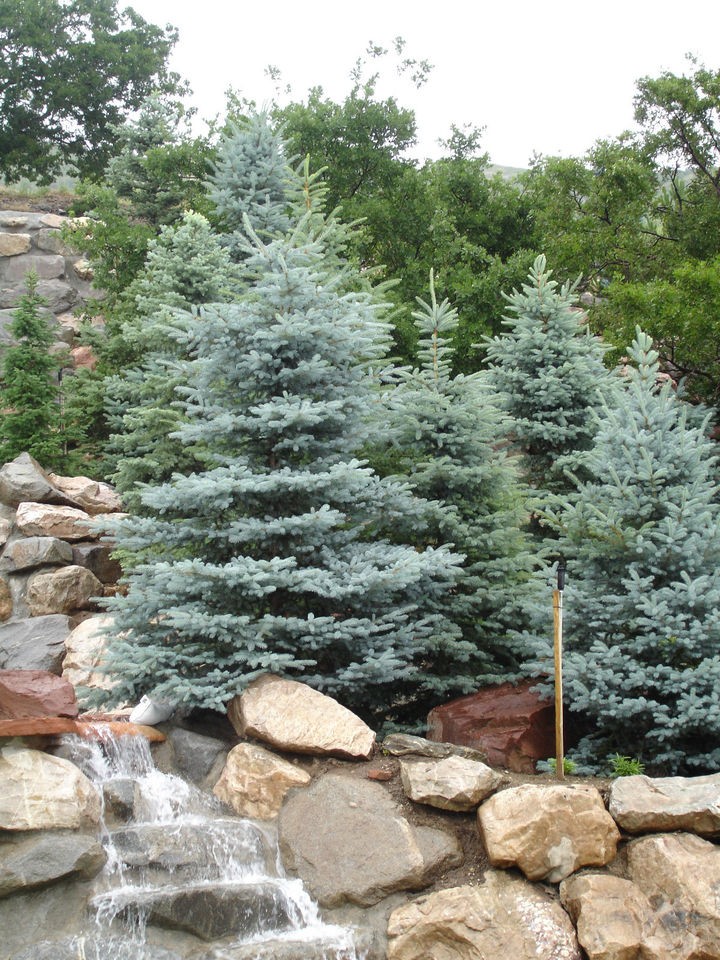   Outdoor Living  Flowers, Trees & Plants  Trees  Evergreen