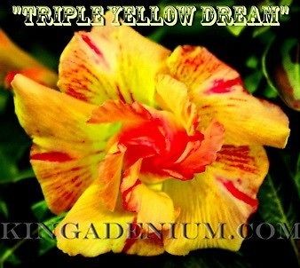   OBESUM DESERT ROSE  TRIPLE YELLOW DREAM  1 GRAFTED PLANT NEW HYBRID