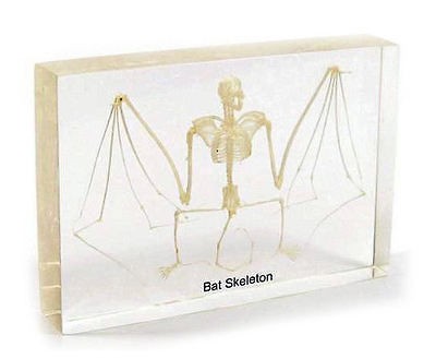 Real Fruit Bat Skeleton Taxidermy Specimen in Clear Acrylic Lucite 