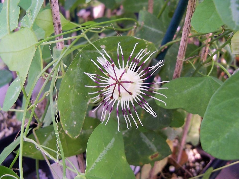 YELLOW tropical batwing passion flower vine Passiflora citrina PLANT