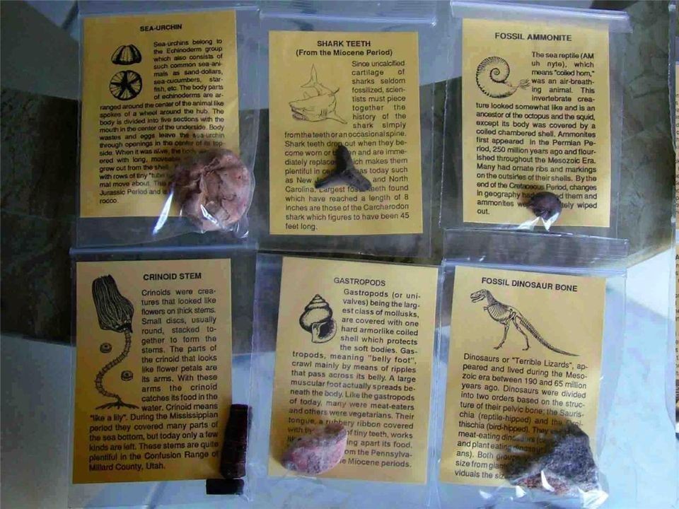 LOT 12 Fossils Collection Trilobite Dinosaur Shark Ammonite 