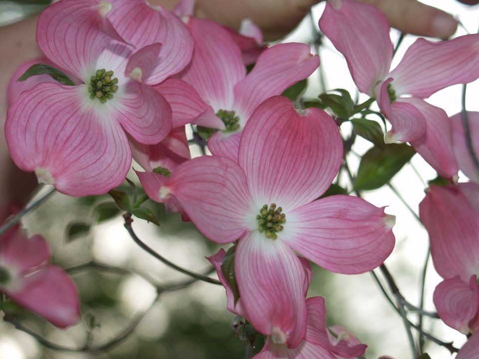 Red Flowering Dogwood, Cornus florida rubra, Tree Seeds (Fall Colors)