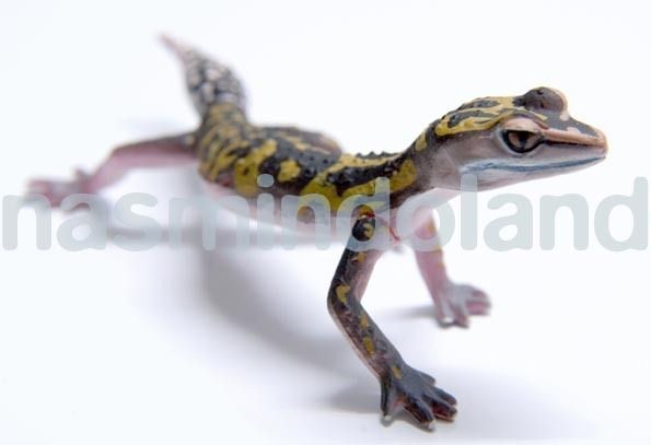 Choco Q egg ChocoQ Takara Kaiyodo Gecko Lizard animatales Leopard 