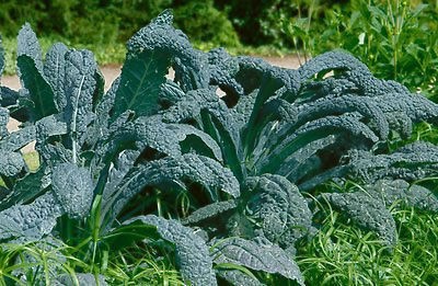   GARDEN SEEDS KALE   LACINATO HEIRLOOM GARDENING SEED OPEN POLLINATED