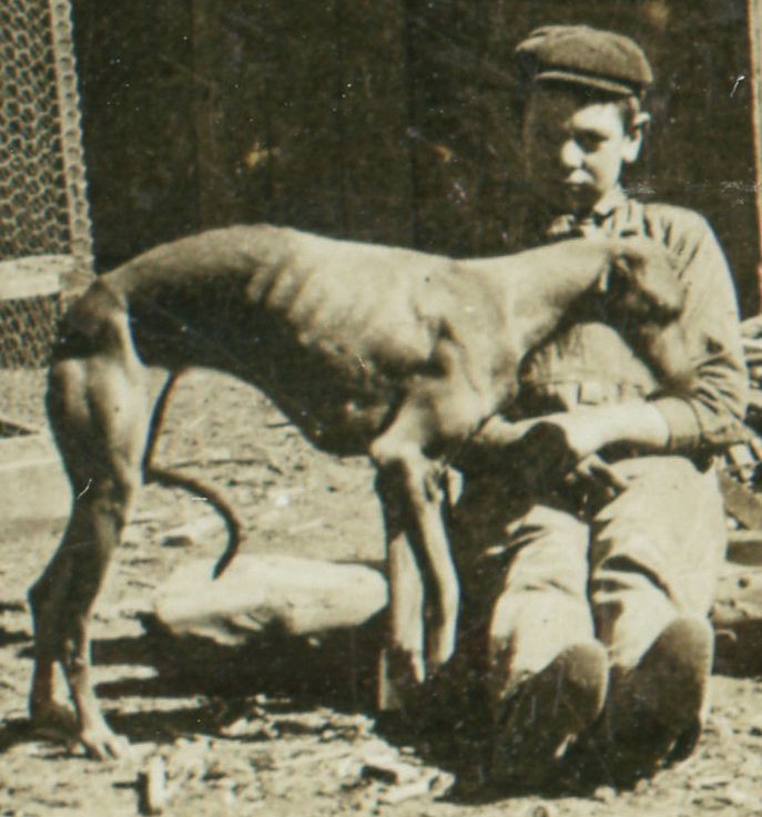 1905 CO MOUNTAINEER GREYHOUND DEER STEREOVIEW OLD PHOTO