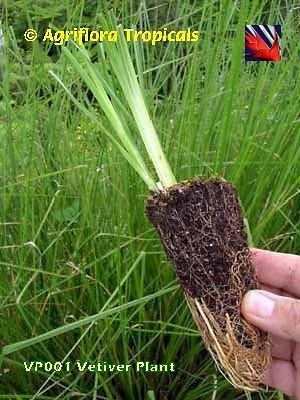 grass plants in Ornamental Grasses