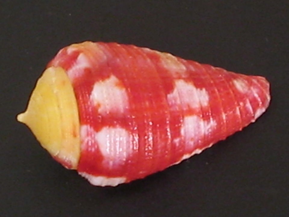 Collector FaveCONUS PERTUSUS AMABILIS~22mm~​Philippines SEASHELL