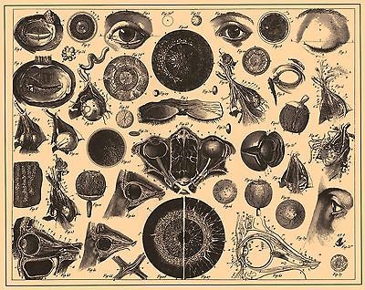 ILLUSTRATED ANATOMY EYE RETINA DOCTOR OPTOMETRIST 13X19 PRINT 