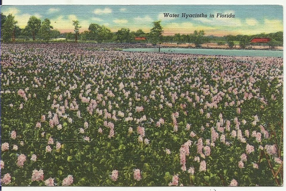 Antique Postcard WATER HYACINTHS IN FLORIDA Linen postmark Miami FL