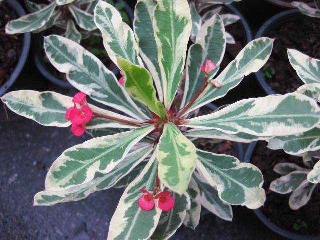 Variegated Leaf Red Flower CROWN OF THORNS Nice Bright Plant