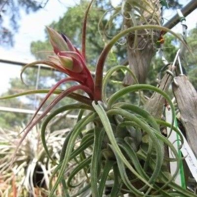 Bromeliads