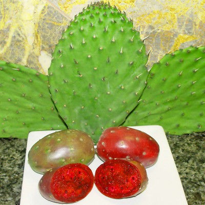 Nopal Cactus Prickly Pear Pad Cuttings Plant Anti inflammma​tory 
