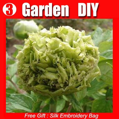 Peony Seeds Large Willow Shaped Charming 20 Flowers Seeds