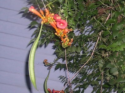 Trumpet Vine Large Red Orange Blooms Loves to Climb Perennia​l Seeds 