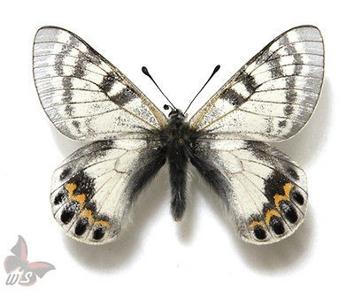 Parnassius autocrator Mal​e, TOP RARITY, MOUNTED