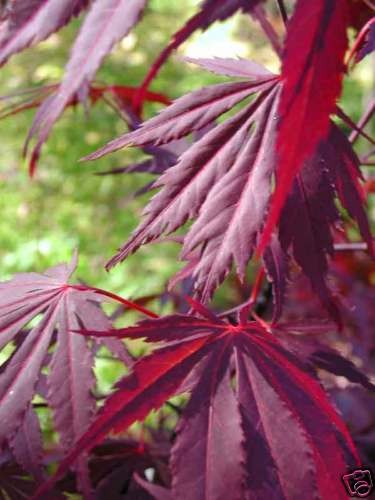 ACER PALMATUM SUMINAGASHI JAPANESE MAPLE RARE 5 seeds