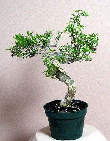 Stylized Japanese Serissa Bonsai Tree   Great Indoors