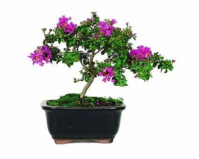 Brussels Crepe Myrtle Bonsai Lawn Yard Garden Outdoor Nursery New Fast 