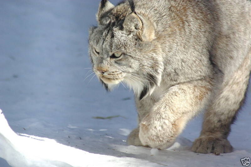 Lynx Taxidermy Reference Photo Cd