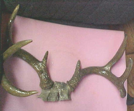 Strange Big heavy mass deer antlers antler set rattling horns dark 