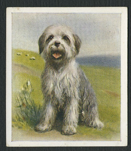 1936 OLD ENGLISH SHEEPDOG PUPPY OUR PUPPIES GODFREY PHILLIPS DOG 