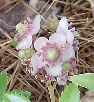 Pipsissewa.​Native​200 Seeds