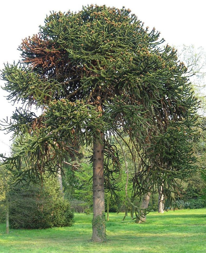 Monkey Puzzle Tree, (Chilean Pine), Araucaria araucana, Tree Seeds