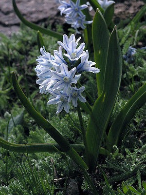 20  100 STRIPED SQUILL FLOWER BULBS 4+ CM BULBS