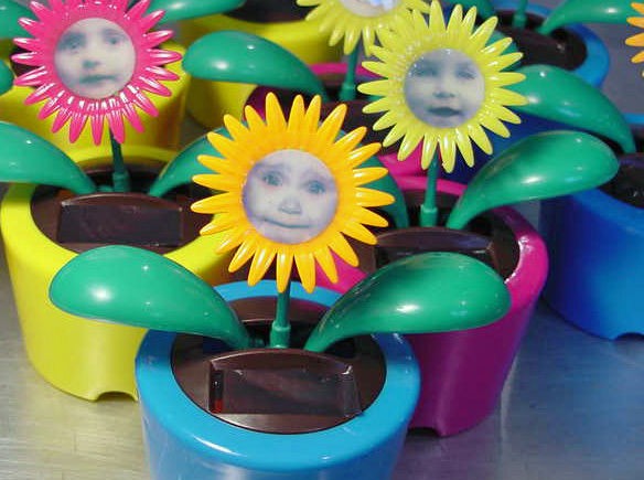 SOLAR & LIGHT Powered DANCING DAISY BABIES no Batteries needed Will 