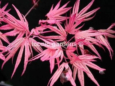 Rare Japanese maple cultivar 2yr Goshiki Kotohime