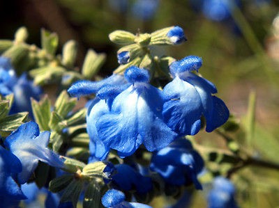 ª˜¨¨¯¯¨¨˜ª¤ SALVIA BLUE SAGE PERENNIAL 100 SEEDS 