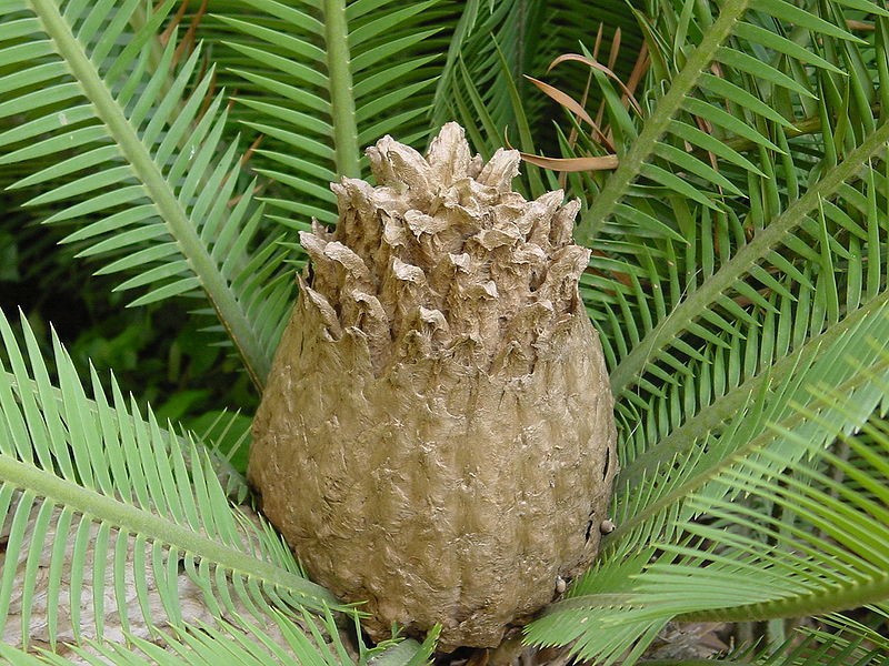 Dioon edule   Easy to Grow Cycad   8 Large Fresh Seeds