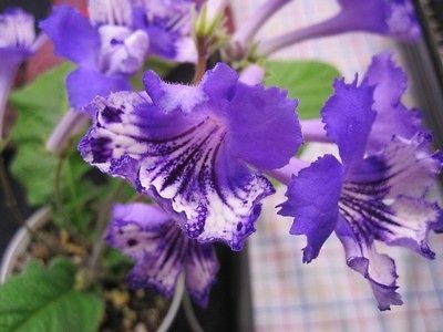 Newly listed Streptocarpus Neils Getcha