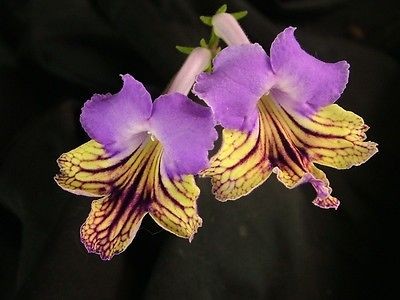 Newly listed Streptocarpus Neils Lovin (New)