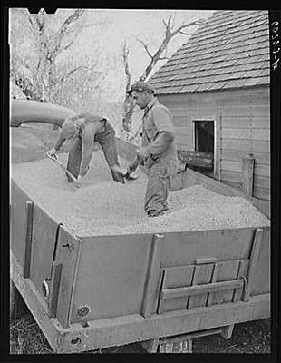 Loading shelled corn into storage bin. Monona County,Iowa