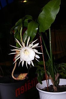 Epiphyllum oxypetalumBEAUTY OF THE NIGHT Cactus 4 6  ~SIX CUTTINGS 