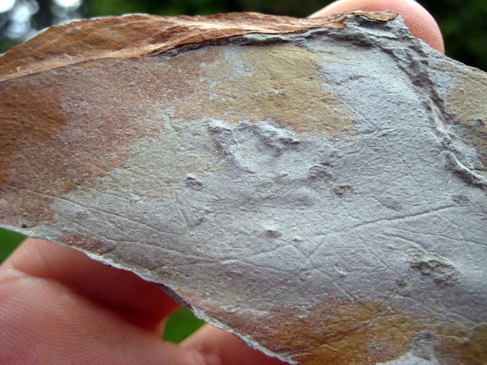 dinosaur tracks in Vertebrates