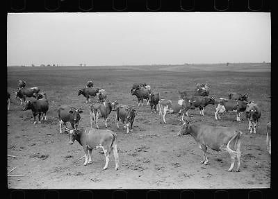 Guernsey cows,dairy farm,Dakota County,Minneso​ta