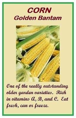 CORN, Golden Bantam 8 Row   NON HYBRID NON GMO HEIRLOOM GARDEN SEEDS 