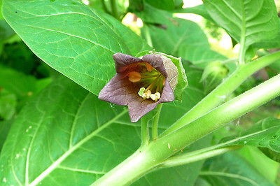 Atropa Belladonna Root 1/2 oz. dried herb,deadly nightshade,baneful 